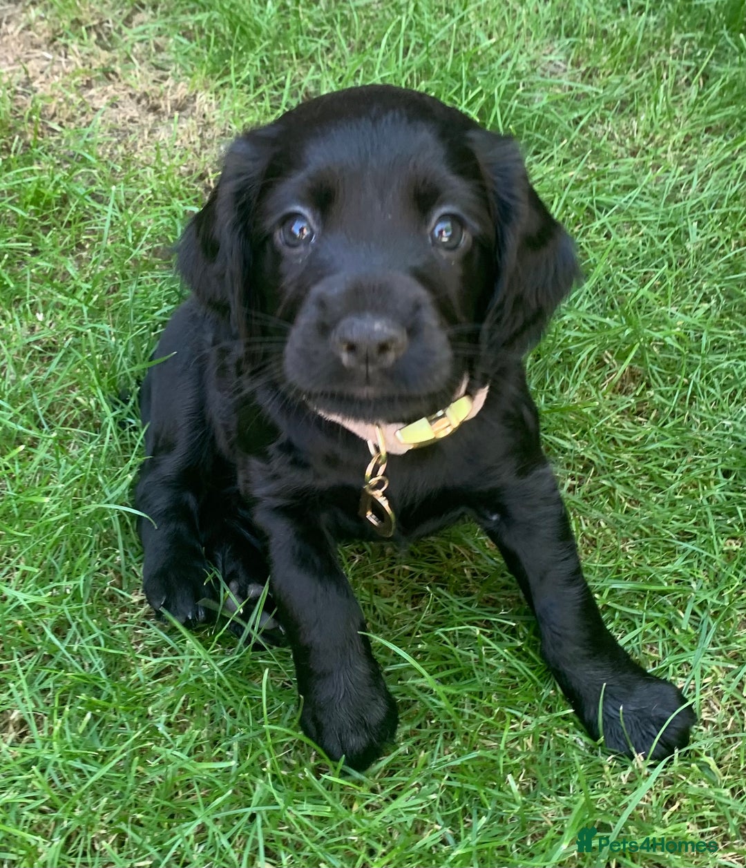 Cocker Spaniel dogs for sale: Gorgeous WCS pups - Image 15