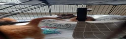 Mixed Breed cats for sale: 3 kittens left for sale - Advert 5