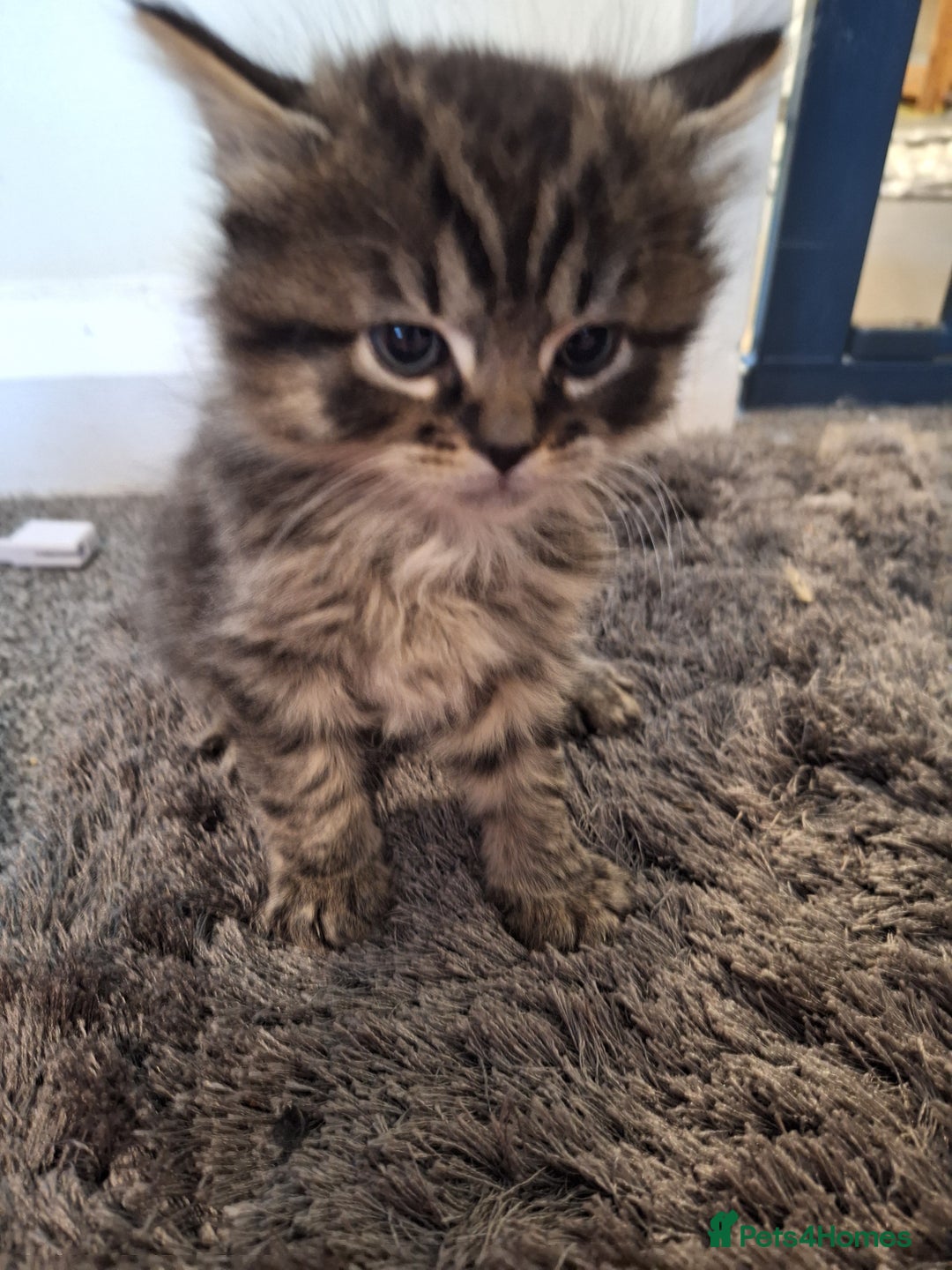 Mixed Breed cats for sale: Mix breed kittens, 1/4 ragdoll  - Advert 37