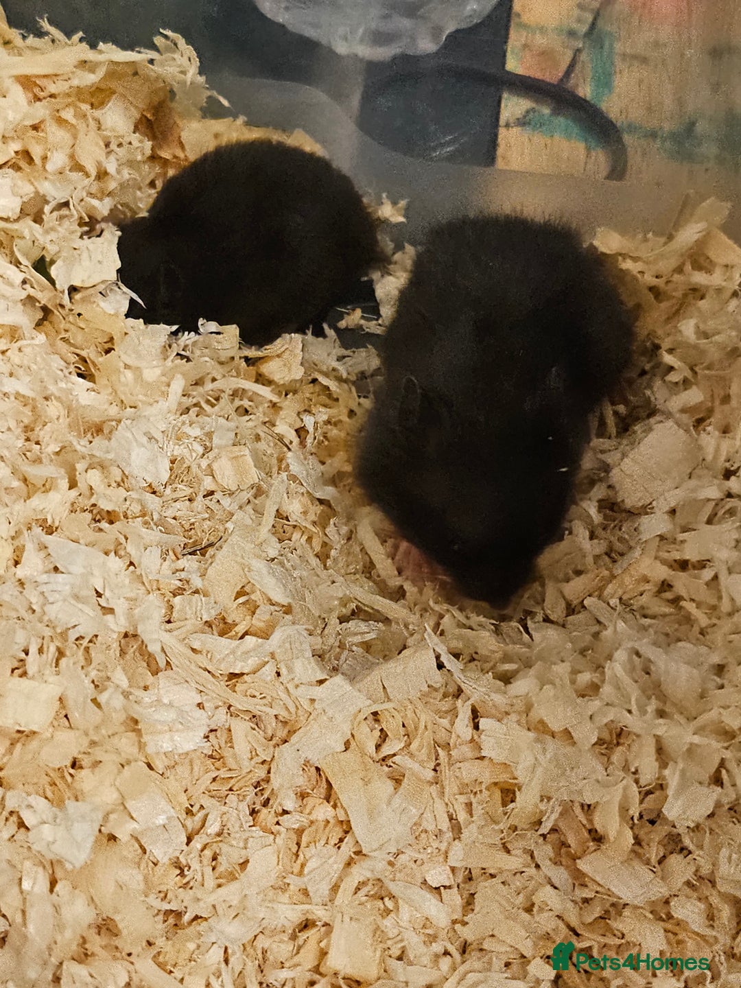 Hamster rodents for sale: Beautiful hamster babies - Image 5