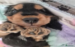 Cocker Spaniel dogs for sale: 1 Black and Tan boy KC Show Cocker Spaniel - Image 18