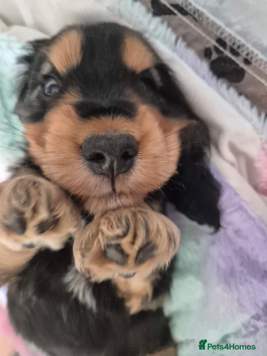 Cocker Spaniel dogs for sale: 1 Black and Tan boy KC Show Cocker Spaniel - Image 18