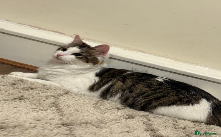 British Longhair cats - Advert 4