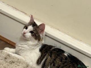 British Longhair cats - Advert 18