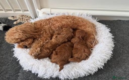 Maltipoo dogs for sale:  Beautiful Toy/Mini Maltipoo Puppies! - Image 1