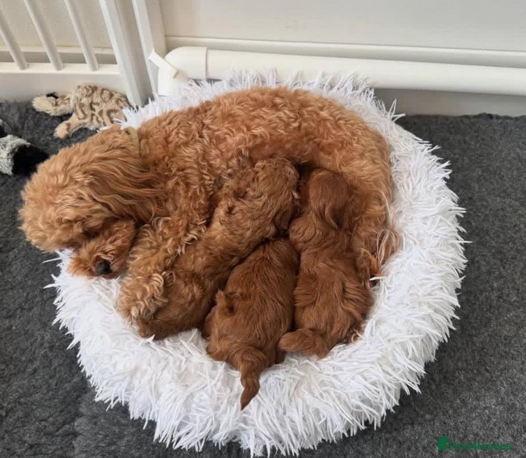 Maltipoo dogs for sale:  Beautiful Toy/Mini Maltipoo Puppies! - Image 1