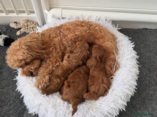 Maltipoo dogs for sale - Advert 1