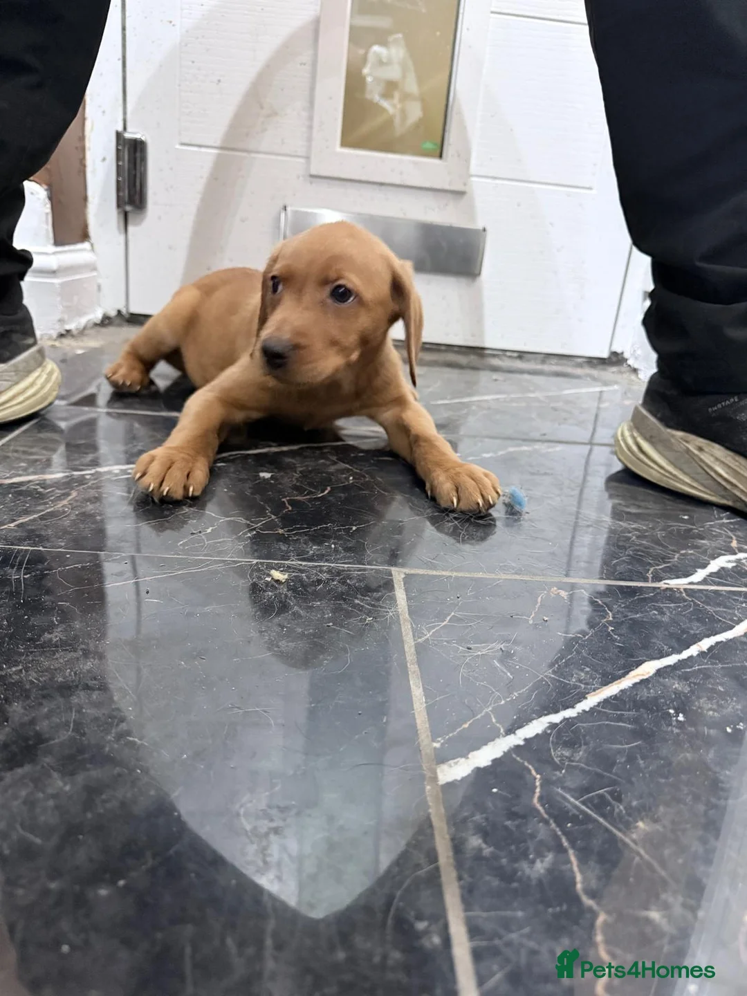 Labrador Retriever dogs for sale: Fox Red Labrador puppies  - Advert 4