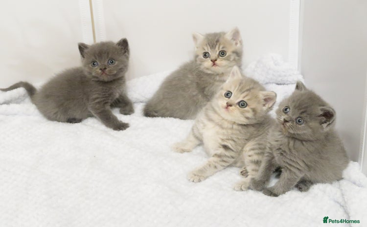 British Shorthair cats - Advert 6