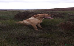 Labrador Retriever dogs for sale: Yellow Labrador female - Image 6