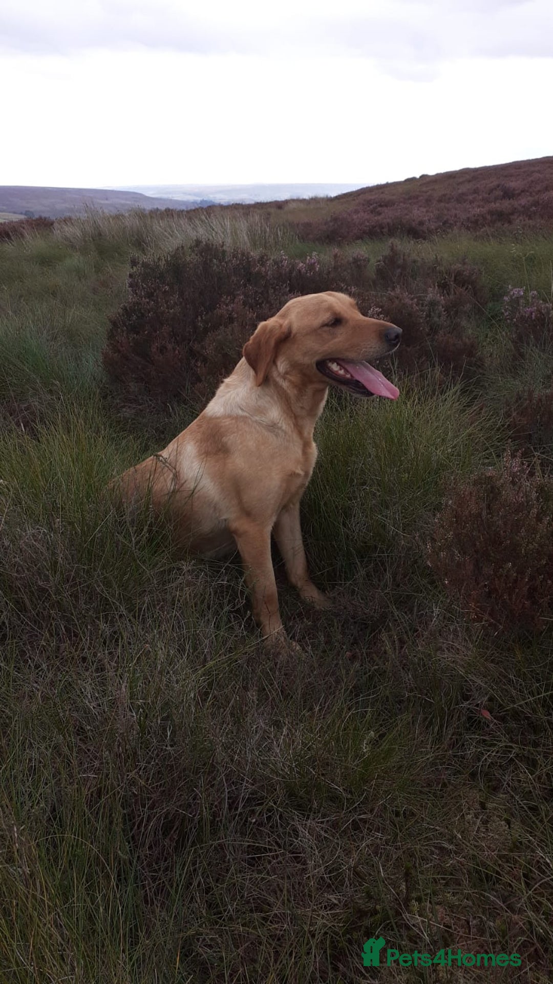 Labrador Retriever dogs for sale: Yellow Labrador female - Image 6