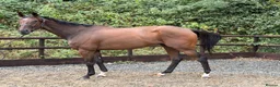 English Thoroughbred horses for sale: Champ - Ex racehorse seeks a new home - Advert 2