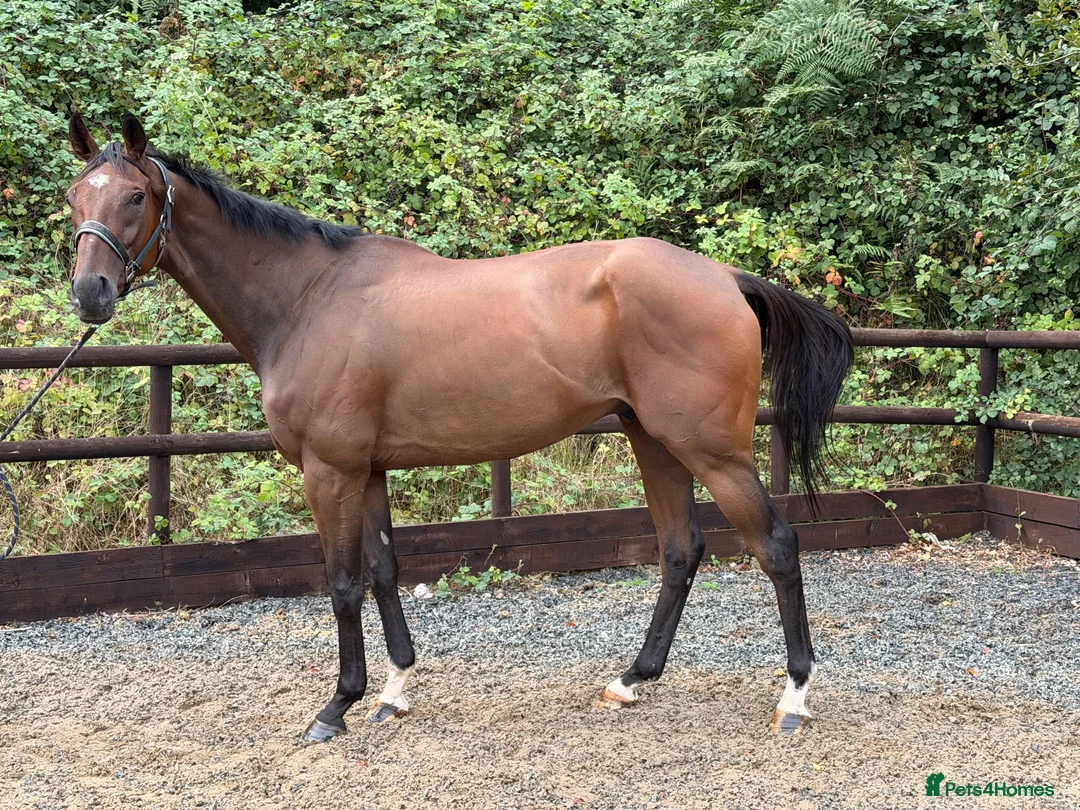 English Thoroughbred horses for sale: Champ - Ex racehorse seeks a new home - Advert 2