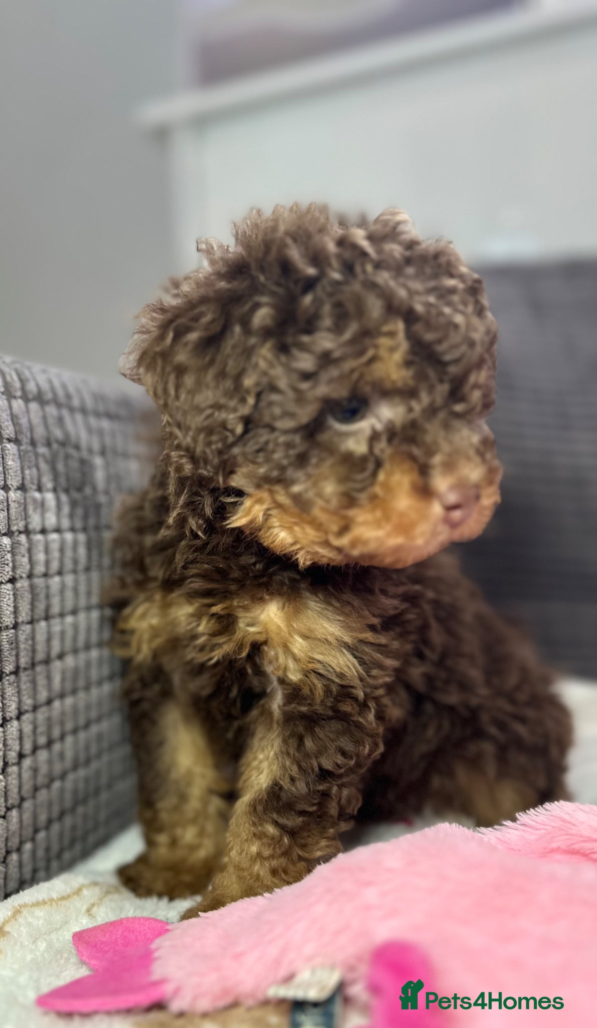 Toy Poodle dogs Toy poodle puppies  - Advert 1
