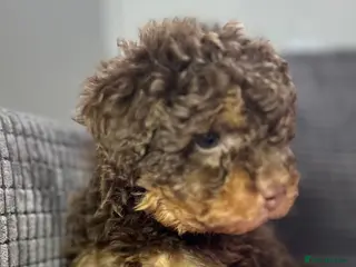 Toy Poodle dogs Toy poodle puppies - Advert 3