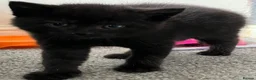 American Wirehair cats for sale: American wirehair/Long hair kittens for sale  - Advert 10