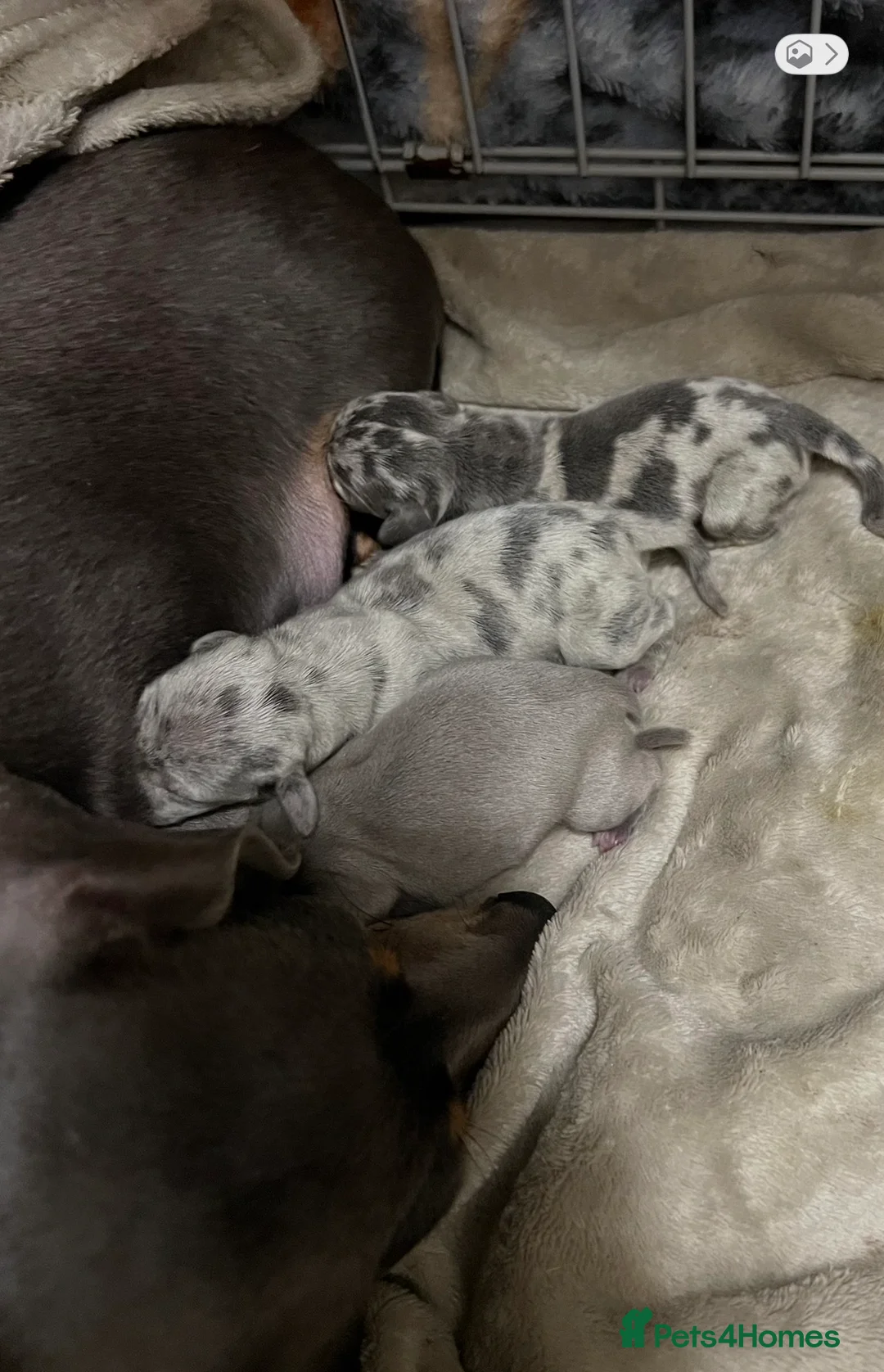 Miniature Dachshund dogs for sale: Miniature dachshund puppies  in Bucknell - Advert 1