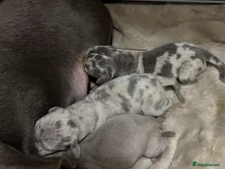 Miniature Dachshund dogs Miniature dachshund puppies in Bucknell - Advert 3