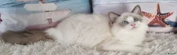 Ragdoll cats for sale: 💕Beautiful TICA Ragdolls Kittens 💕 - Advert 8