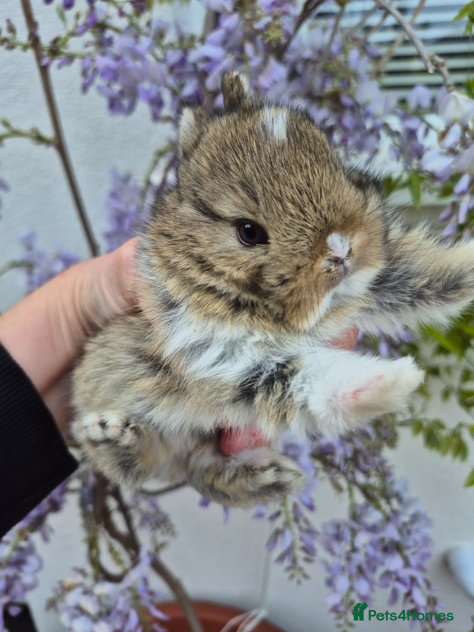 Netherland Dwarf rabbits Netherland dwarf lops mini lops  - Advert 1