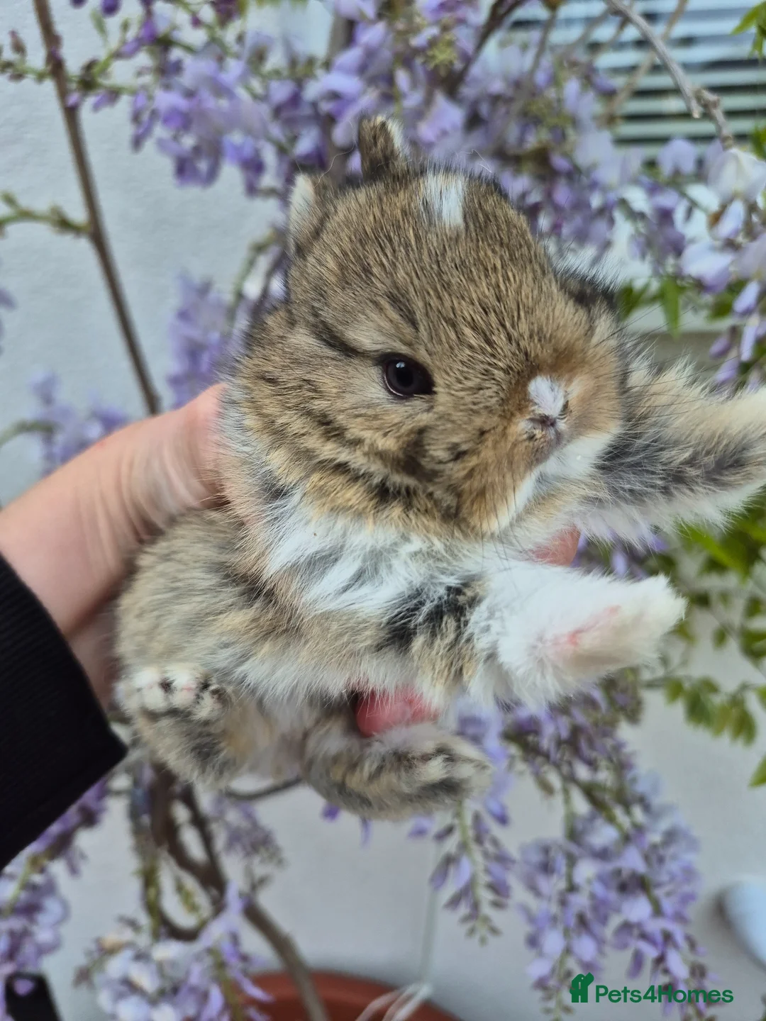 Netherland Dwarf rabbits for sale: Netherland dwarf.  Dwarf lops. mini lops  - Advert 1