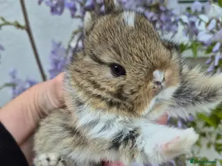 Netherland Dwarf rabbits Netherland dwarf lops mini lops - Advert 1