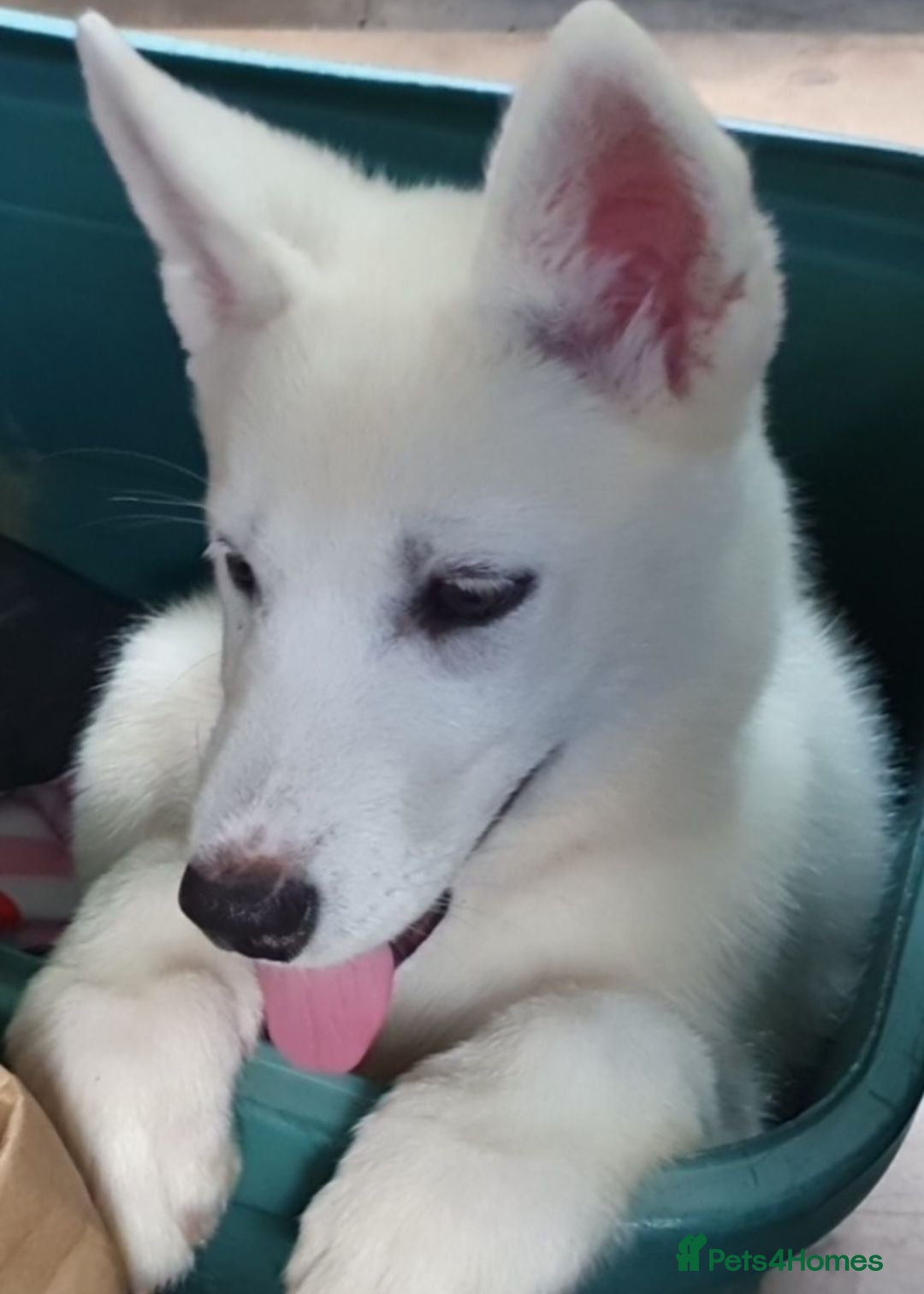 Siberian Husky dogs 2 white female husky puppies. 1st & 2nd Vaccines! - Advert 3