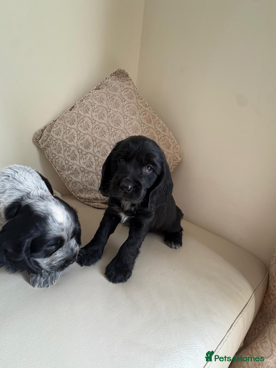 Cocker Spaniel dogs for sale: blue roam cocker spaniels - Image 14