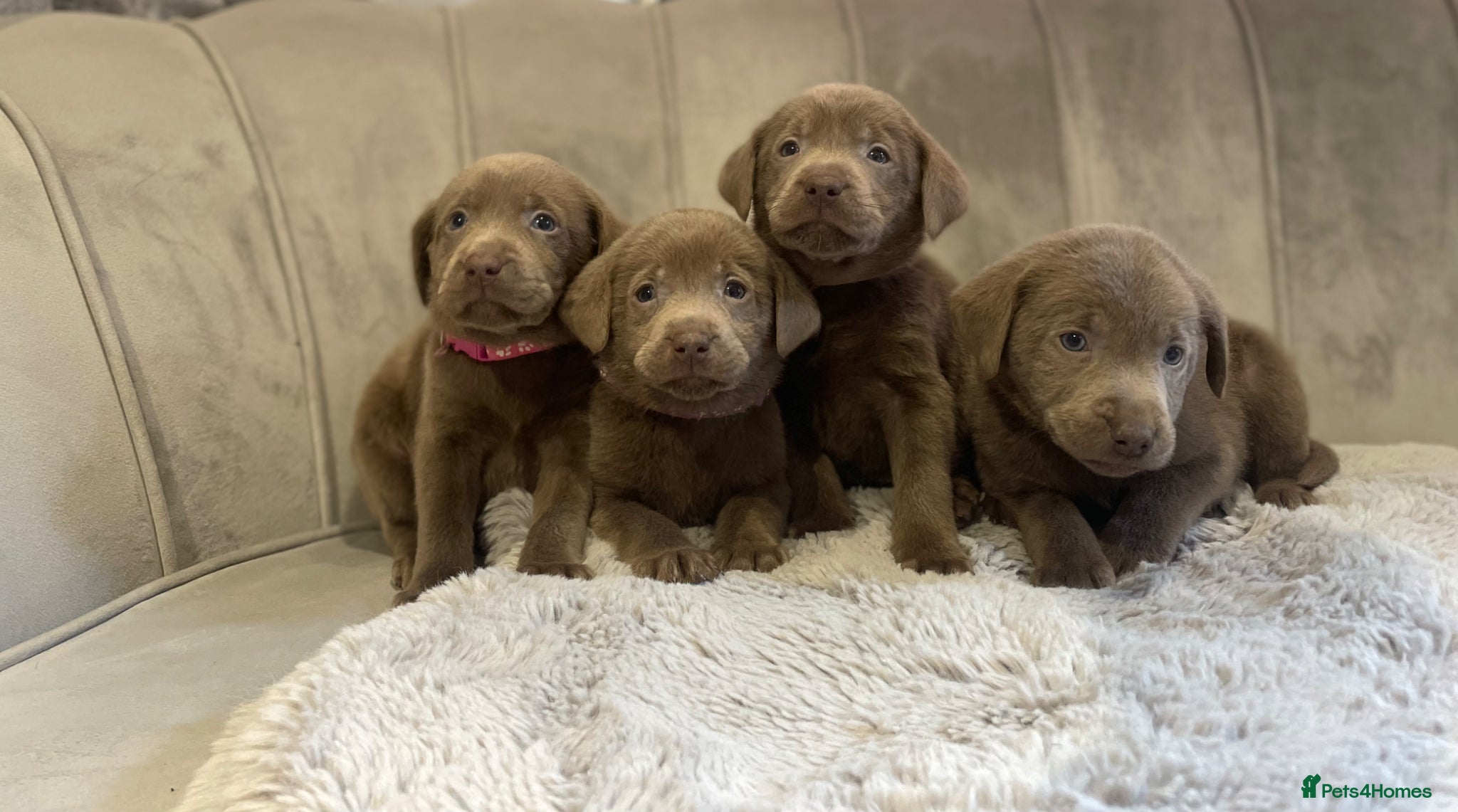 Labrador Retriever dogs Stunning silver Labradors  - Advert 14