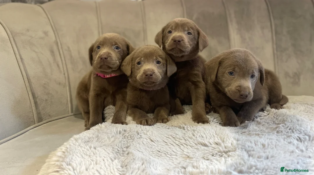 Labrador Retriever dogs for sale: Stunning silver Labradors ready now  - Advert 2