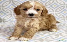 Poodle dogs for sale: Beautiful Poodle Puppies Ready!!!!  - Image 10