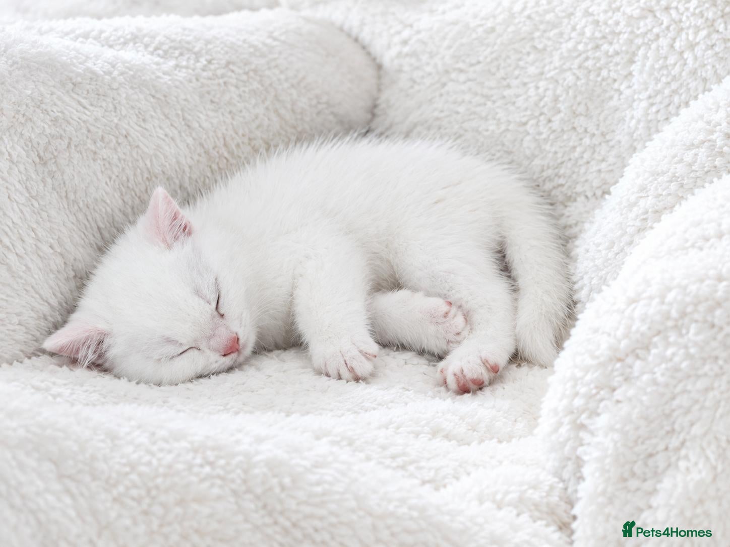 British Longhair cats Georgous white British shorthair kittens - Advert 10