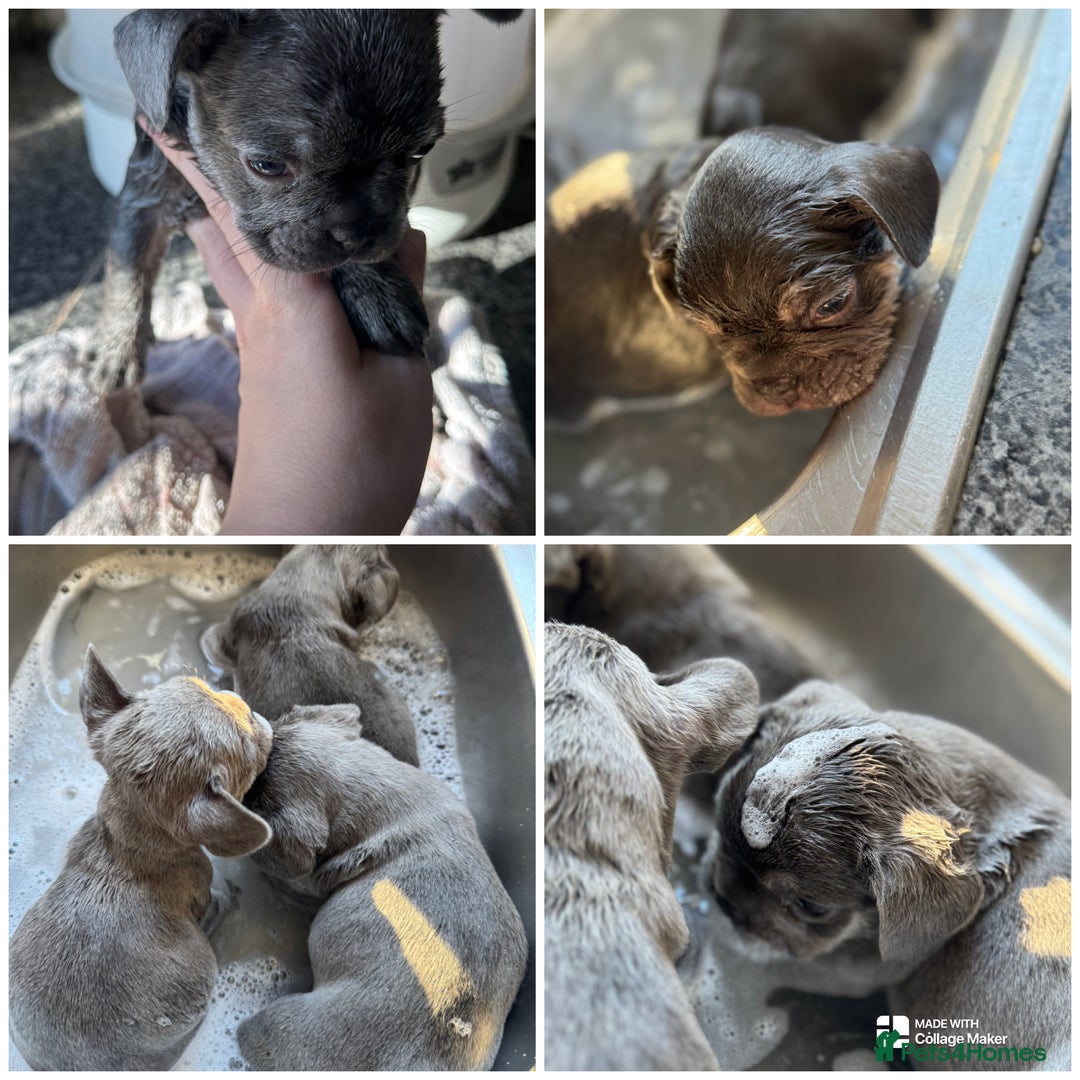 French Bulldog dogs for sale: 3 beautiful frenchie boys  - Image 1