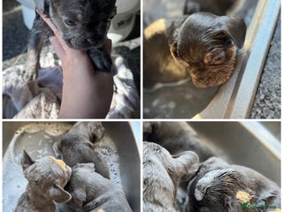 French Bulldog dogs - Advert 3