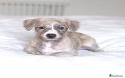 Whippet dogs for sale: Fawn Bedlington Whippet puppy - Image 1