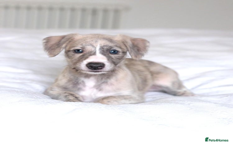 Whippet dogs - Advert 1