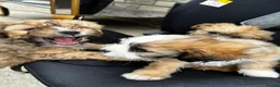 Mixed Breed dogs for sale: Cocker spaniel cross puppies - Advert 15