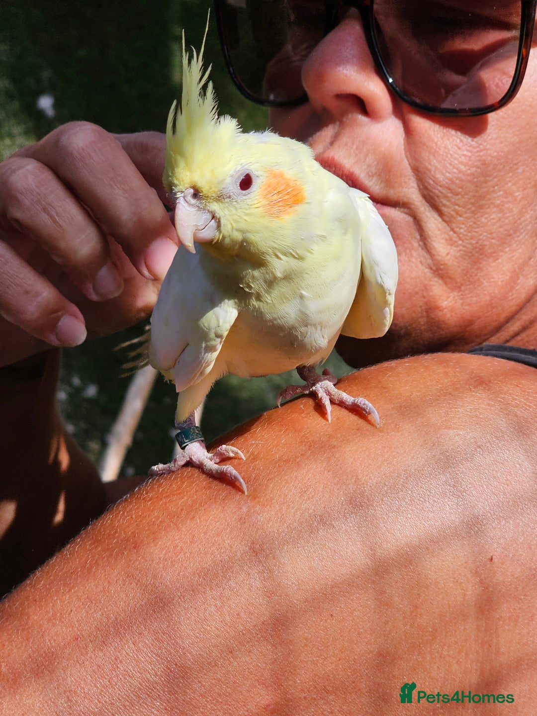 Mixed Breed birds for sale: Male cockateils  - Image 12