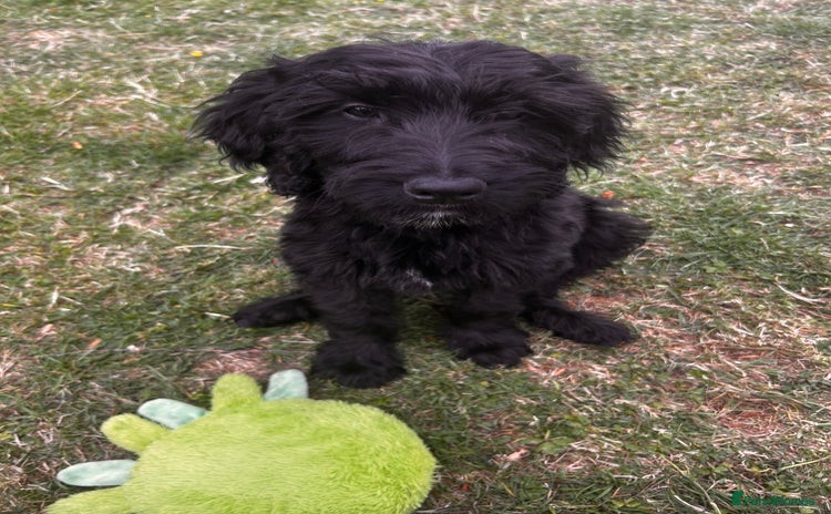 Goldendoodle dogs - Advert 1