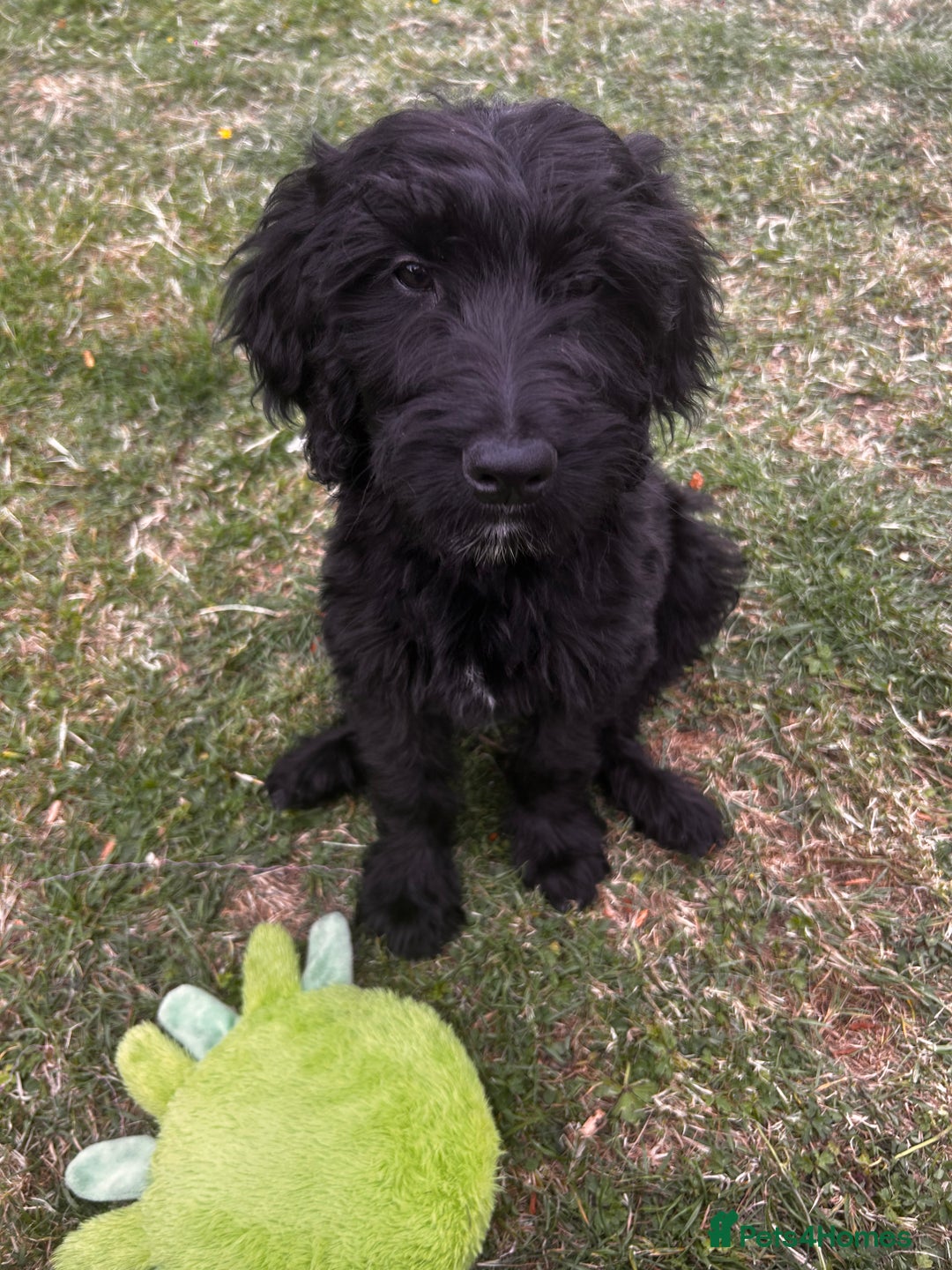 Goldendoodle dogs for sale: F1 Standard Golden Doodles last 1 female - Image 1