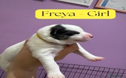 Mixed Breed dogs for sale: Siberian Husky cross Samoyed / Samusky - Image 6