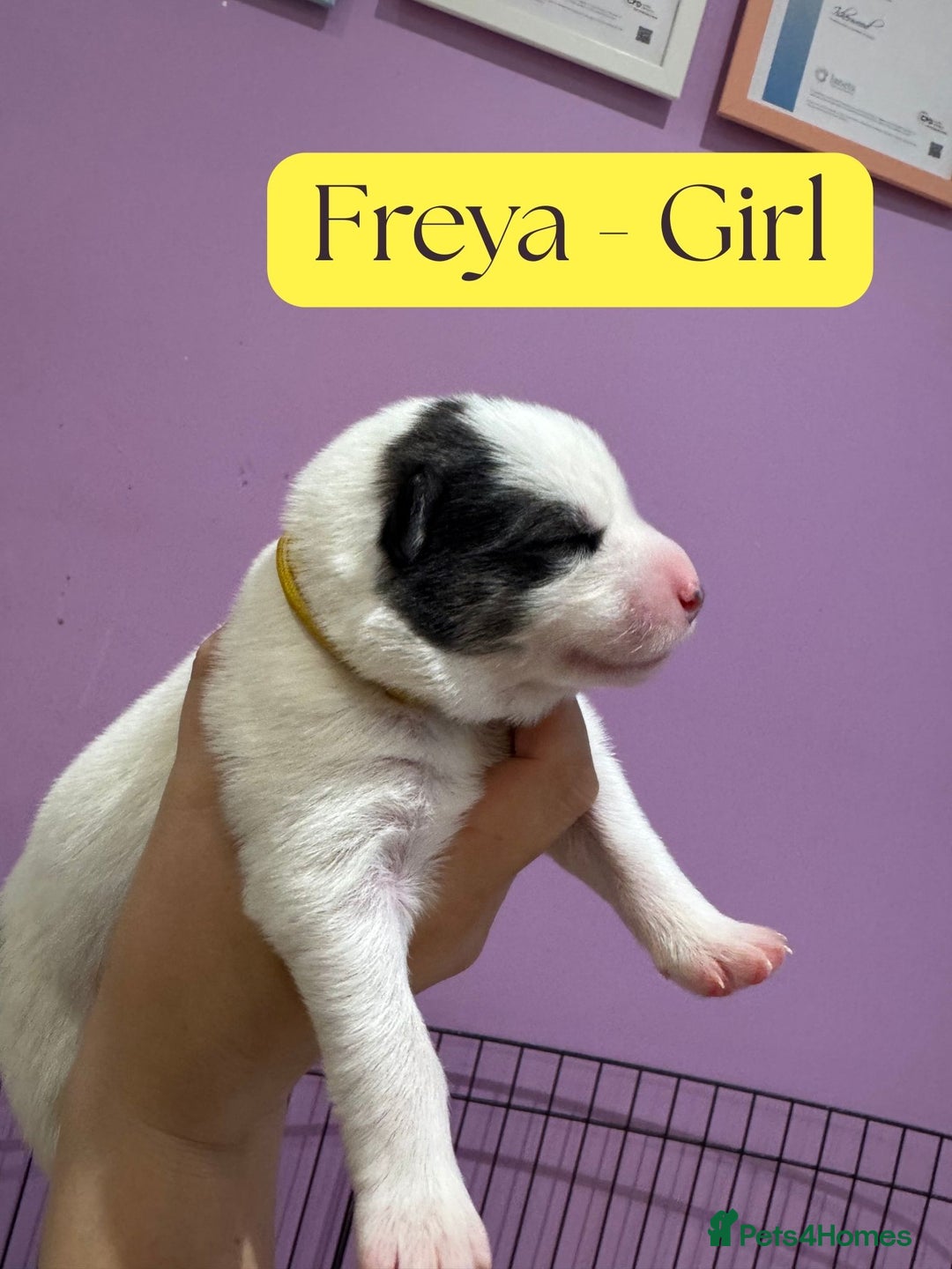 Mixed Breed dogs for sale: Siberian Husky cross Samoyed / Samusky - Image 6