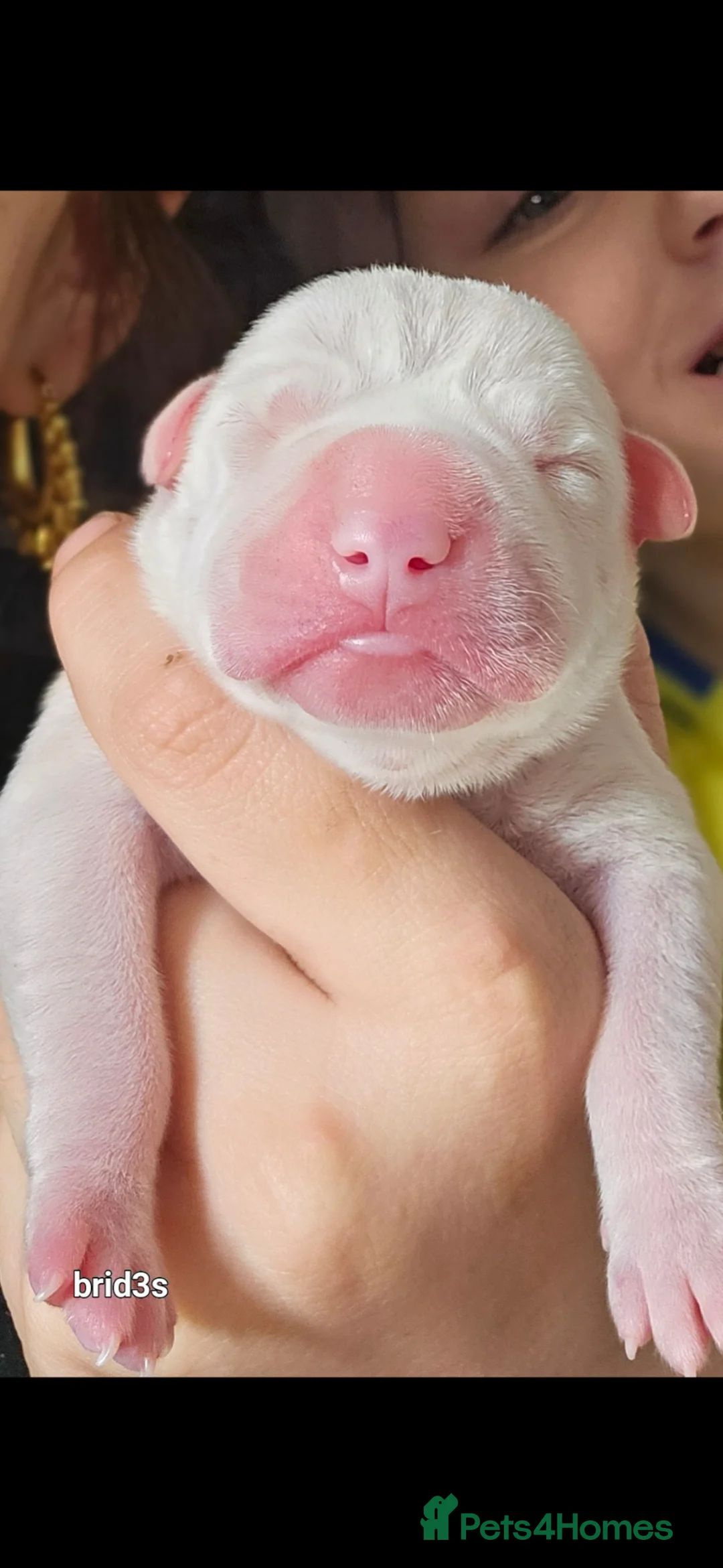 Mixed Breed dogs for sale: Bullpei x American bulldog pups in Scunthorpe - Advert 2