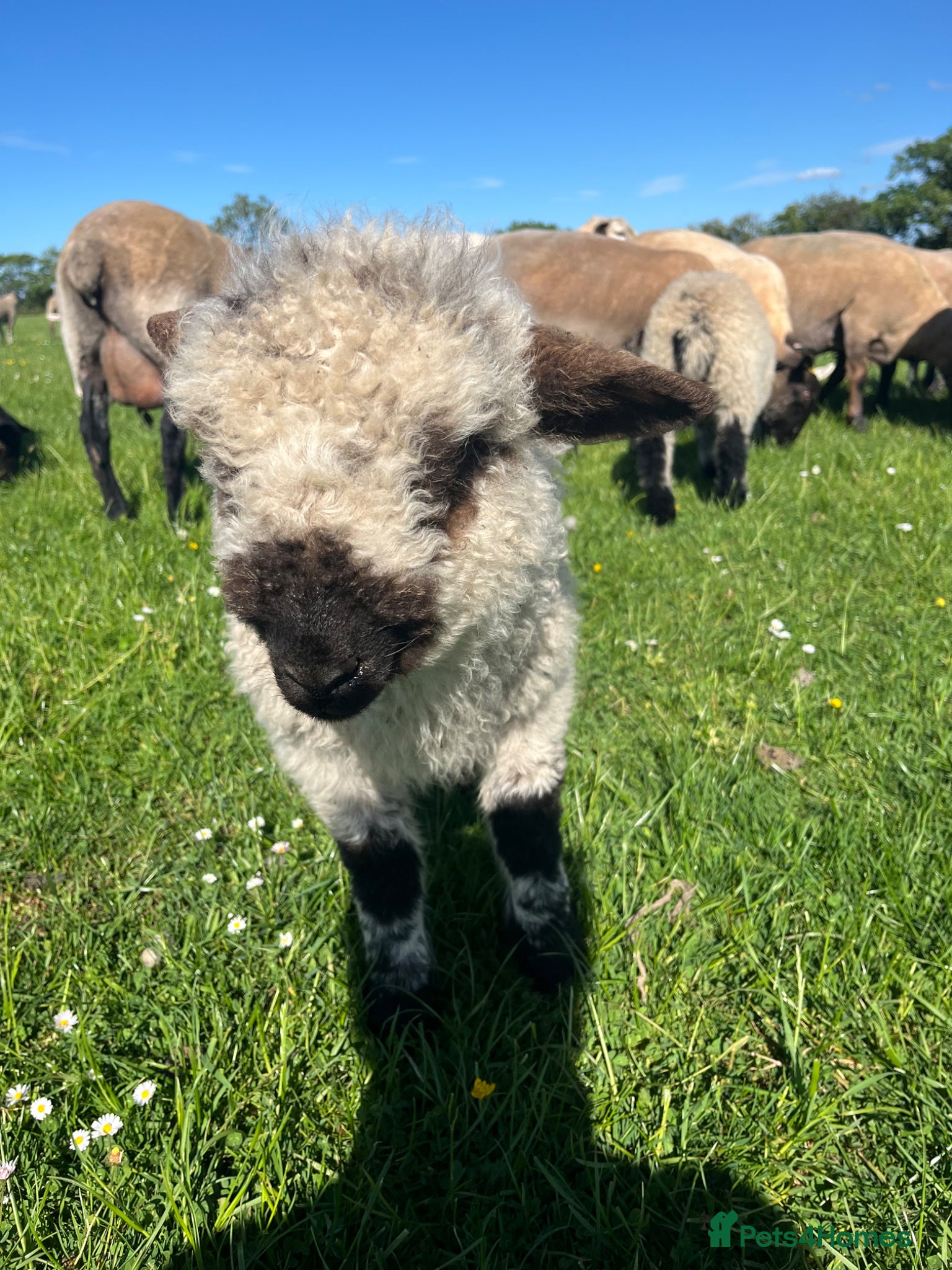 Sheep livestock for sale: Sheep Valais 3/4 Eric and Ernie Castrated boys - Advert 4