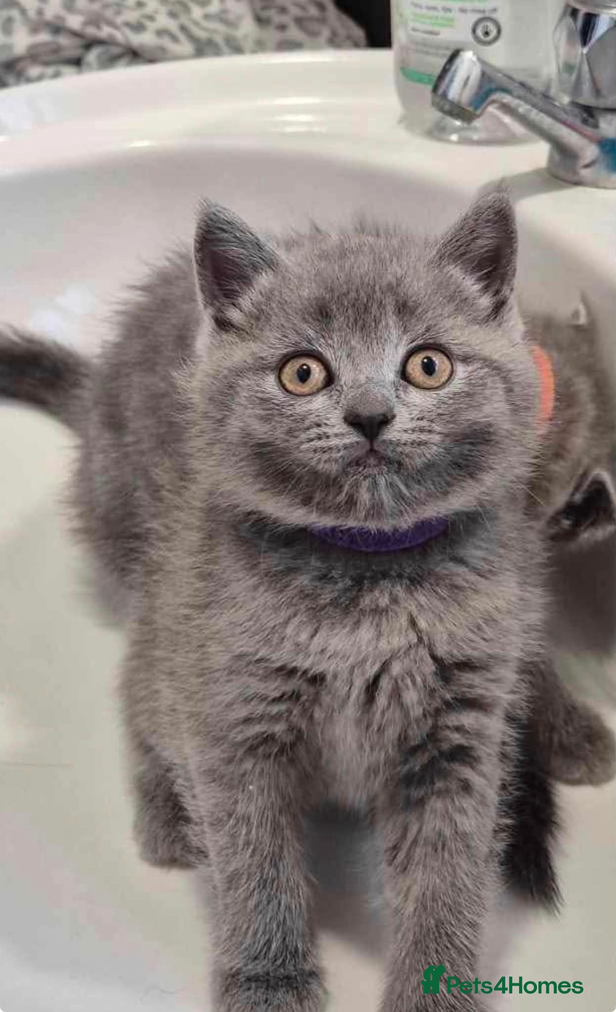 British Shorthair cats BRITISH SHORT HAIR FLUFFY BABY - Advert 11