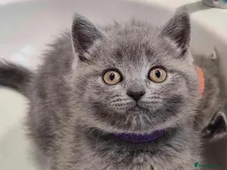 British Shorthair cats BRITISH SHORT HAIR FLUFFY BABY - Advert 11