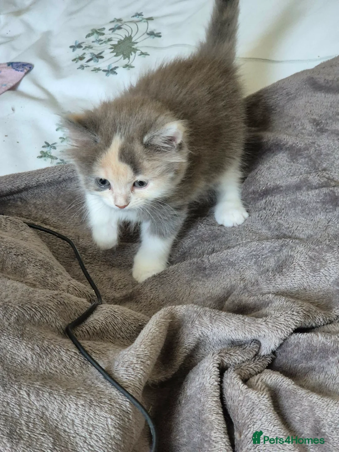 Ragdoll cats for sale: 1 female kitten rag doll in Crook - Advert 1