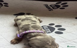 Dachshund dogs for sale: Litter of miniature dachshunds born 12/9/25 - Image 17
