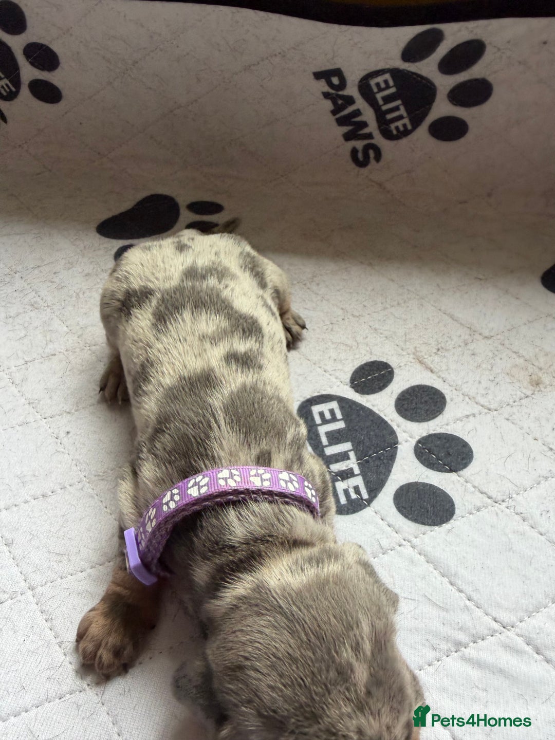 Dachshund dogs for sale: Litter of miniature dachshunds born 12/9/25 - Image 17