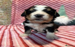 Bernedoodle dogs for sale: Tri Bernedoodle boys and girls  - Advert 13